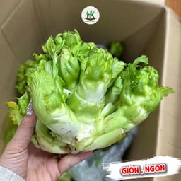 Hạt Giống Cải Mầm Đá Nảy Mầm Tốt, Cây Khỏe, Chịu Nhiệt, Trồng Quanh Năm -Hạt Giống Nhà Nông 1