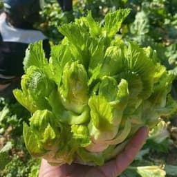 Hạt Giống Cải Mầm Đá Nảy Mầm Tốt, Cây Khỏe, Chịu Nhiệt, Trồng Quanh Năm -Hạt Giống Nhà Nông 4