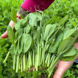 Hạt giống Đậu Hà Lan Ăn Lá (Siêu Ngọn) Siêu Dinh Dưỡng, Dễ Trồng, Trồng Quanh Năm - Hạt Giống Nhà Nông 4