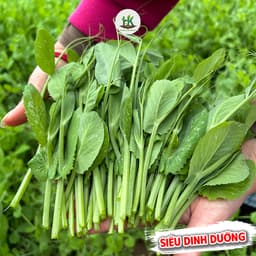 Hạt giống Đậu Hà Lan Ăn Lá (Siêu Ngọn) Siêu Dinh Dưỡng, Dễ Trồng, Trồng Quanh Năm - Hạt Giống Nhà Nông 1