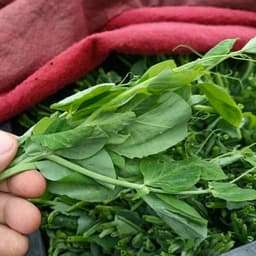 Hạt giống Đậu Hà Lan Ăn Lá (Siêu Ngọn) Siêu Dinh Dưỡng, Dễ Trồng, Trồng Quanh Năm - Hạt Giống Nhà Nông 2
