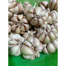 1Kg Tỏi Hồng Làm Sạch , Củ To Già Tỏi Chắc Củ, Tỏi Thơm Ngon Nhiều Tinh Dầu, Phù Hợp Với Các Món Ăn Gia Đình 3