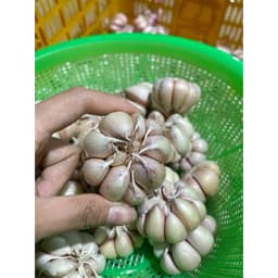 1Kg Tỏi Hồng Làm Sạch , Củ To Già Tỏi Chắc Củ, Tỏi Thơm Ngon Nhiều Tinh Dầu, Phù Hợp Với Các Món Ăn Gia Đình 1