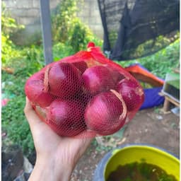 (Siêu Rẻ) 1Kg Hành Tây Tím Đà Lạt Tròn Đều Chắc Củ 2