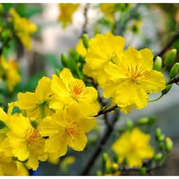 DƯỠNG MAI VÀNG TÚI 2KG-PHỤC HỒI CÂY SAU TẾT, SAU CHIẾT CÀNH, TO GỐC MẬP NỤ, RA RỄ MẠNH, BUNG CHỒI, ĐÂM TƯỢC, ĐẸP MÀU HOA 3