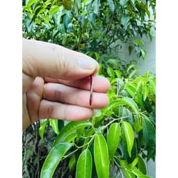 Lưỡi Câu Đỏ, Lưỡi Câu Cá Không Hộp Chuyên Câu Cá Lớn 5