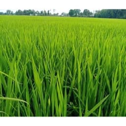NANO KẼM 700 | AN PHÁT NÔNG CHAI 250ML - DƯỠNG CÂY, XANH LÁ,.. 4
