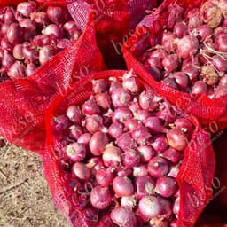 [Hàng Loại 1] Hành Khô Ấn Độ - Hành Tím Khô, Tươi Ngọt, Thơm Nồng - Gia Vị Cho Mọi Món Ăn 5