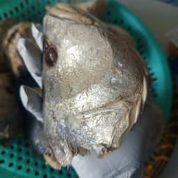 Món chưng đầu mắm cá sửu ngon hấp dẫn, vị đậm đà khó quên. 1