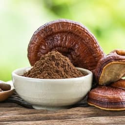 Nấm Linh Chi Thành Đồng - Quà Tây Nguyên 3
