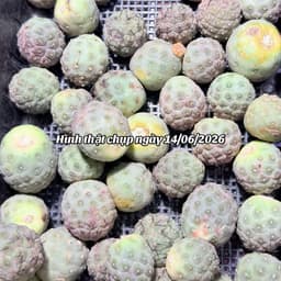 Xương rồng trứng rồng mini 2-3cm hàng bẻ con - chưa có rễ 6