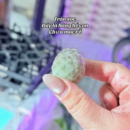 Xương rồng trứng rồng mini 2-3cm hàng bẻ con - chưa có rễ 3