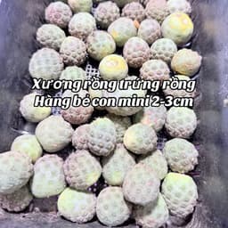 Xương rồng trứng rồng mini 2-3cm hàng bẻ con - chưa có rễ 1