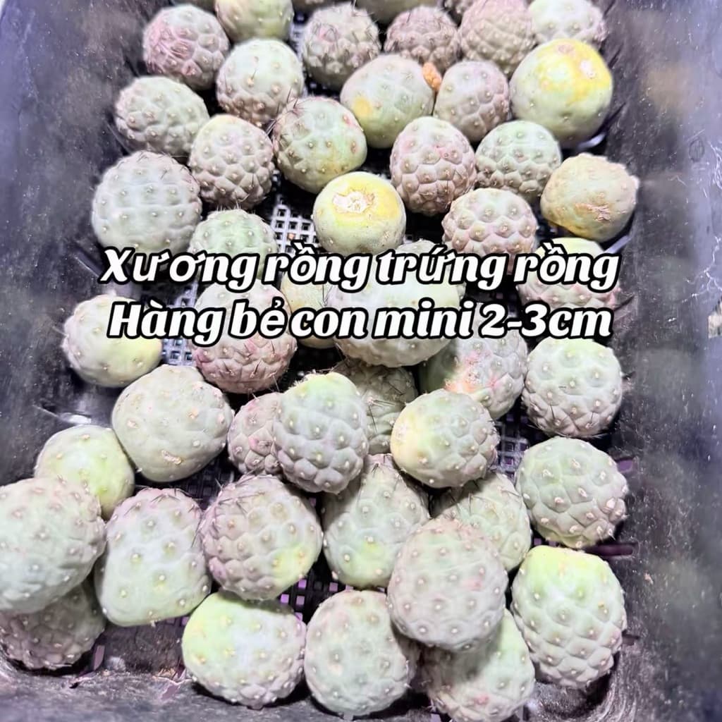 Xương rồng trứng rồng mini 2-3cm hàng bẻ con - chưa có rễ