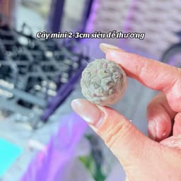 Xương rồng trứng rồng mini 2-3cm hàng bẻ con - chưa có rễ 2