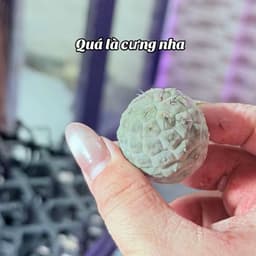 Xương rồng trứng rồng mini 2-3cm hàng bẻ con - chưa có rễ 5