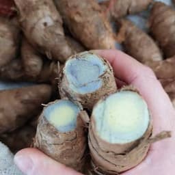 Tinh Viên Nghệ Đen 500g - Quà Tây Nguyên 3