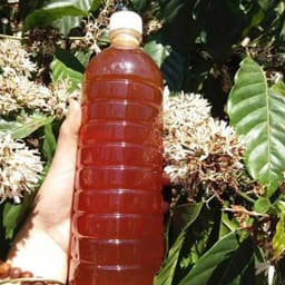 Mật Ong Chai Hoa Cà Phê 1kg3 - Quà Tây Nguyên 2