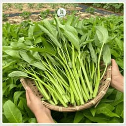 [Gói 50G~1200 Hạt] Hạt giống Rau Muống Lá To Cọng Bự F1 Ăn Giòn, Ngọt ,Chịu Nhiệt, Trồng Quanh Năm-Hạt Giống Nhà Nông 2
