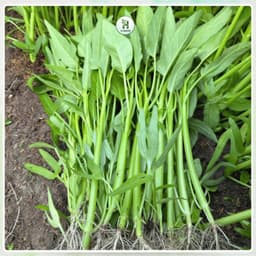 [Gói 50G~1200 Hạt] Hạt giống Rau Muống Lá To Cọng Bự F1 Ăn Giòn, Ngọt ,Chịu Nhiệt, Trồng Quanh Năm-Hạt Giống Nhà Nông 4