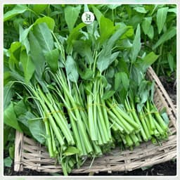[Gói 50G~1200 Hạt] Hạt giống Rau Muống Lá To Cọng Bự F1 Ăn Giòn, Ngọt ,Chịu Nhiệt, Trồng Quanh Năm-Hạt Giống Nhà Nông 1