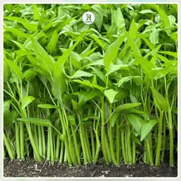 [Gói 50G~1200 Hạt] Hạt giống Rau Muống Lá To Cọng Bự F1 Ăn Giòn, Ngọt ,Chịu Nhiệt, Trồng Quanh Năm-Hạt Giống Nhà Nông 3