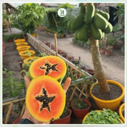 Hạt Giống Đu Đủ Siêu Lùn F1 Ruột Đỏ Trái To, Siêu Ngọt, Năng suất cao, Trồng quanh năm - Hạt Giống Nhà Nông 4
