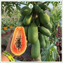 Hạt Giống Đu Đủ Siêu Lùn F1 Ruột Đỏ Trái To, Siêu Ngọt, Năng suất cao, Trồng quanh năm - Hạt Giống Nhà Nông 1