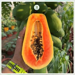 Hạt Giống Đu Đủ Siêu Lùn F1 Ruột Đỏ Trái To, Siêu Ngọt, Năng suất cao, Trồng quanh năm - Hạt Giống Nhà Nông 5