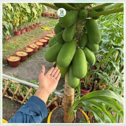 Hạt Giống Đu Đủ Siêu Lùn F1 Ruột Đỏ Trái To, Siêu Ngọt, Năng suất cao, Trồng quanh năm - Hạt Giống Nhà Nông 2