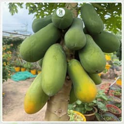 Hạt Giống Đu Đủ Siêu Lùn F1 Ruột Đỏ Trái To, Siêu Ngọt, Năng suất cao, Trồng quanh năm - Hạt Giống Nhà Nông 3