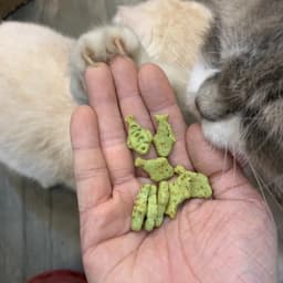 Bánh Thưởng Catnip Biscuits cho 40g hỗ trợ tiêu búi lông, sạch răng miệng - Méo Chò Uni 4