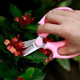 Bán sỉ 50 Kéo Mũi Bầu Cắt Tỉa Đa Năng - Phục vụ Cắm Hoa và Làm Vườn Chất Lượng Cao. 6