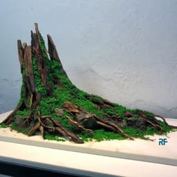 Layout Nhất Trụ Ver.3 l Tiểu Cảnh Nghệ Thuật Sinh Chế Tác Thủ Công Từ Gỗ Lũa Tự Nhiên | RF Aquarium 5