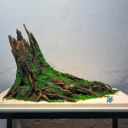 Layout Nhất Trụ Ver.3 l Tiểu Cảnh Nghệ Thuật Sinh Chế Tác Thủ Công Từ Gỗ Lũa Tự Nhiên | RF Aquarium 4