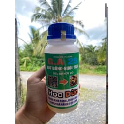 HOA DỪA NGỪA KHÔ BÔNG, ĐEN BÔNG, TẶNG ĐẬU TRÁI CHỐNG RỤNG TRÁI NON TRÊN DỪA CHAI 500ML 2