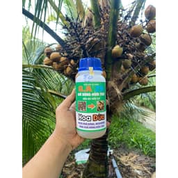 HOA DỪA NGỪA KHÔ BÔNG, ĐEN BÔNG, TẶNG ĐẬU TRÁI CHỐNG RỤNG TRÁI NON TRÊN DỪA CHAI 500ML 3