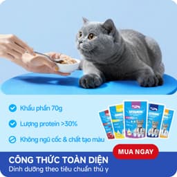 Pate Cho Mèo MR.VET Combo TIẾT KIỆM 48 Gói 70G 51% Thịt, Bổ Sung Protein,Taurine - MÉO CHÒ UNI 2