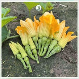 [Gói To 10g] Hạt giống Bí Siêu Nụ Cao Sản F1 Chịu Nhiệt, Siêu Năng Suất, Trồng Quanh Năm - Hạt Giống Nhà Nông 3
