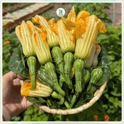 [Gói To 10g] Hạt giống Bí Siêu Nụ Cao Sản F1 Chịu Nhiệt, Siêu Năng Suất, Trồng Quanh Năm - Hạt Giống Nhà Nông 4
