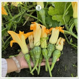 [Gói To 10g] Hạt giống Bí Siêu Nụ Cao Sản F1 Chịu Nhiệt, Siêu Năng Suất, Trồng Quanh Năm - Hạt Giống Nhà Nông 6