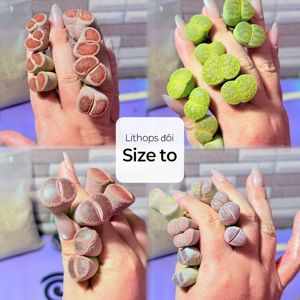 [mieugarden] Sen mông - lithops - thạch lan đầu đôi (2 đầu) nhiều dòng size to 1.8-2cm/đầu