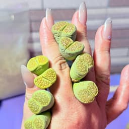 [mieugarden] Sen mông - lithops - thạch lan đầu đôi (2 đầu) nhiều dòng size to 1.8-2cm/đầu 2