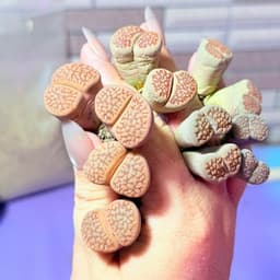 [mieugarden] Sen mông - lithops - thạch lan đầu đôi (2 đầu) nhiều dòng size to 1.8-2cm/đầu 3
