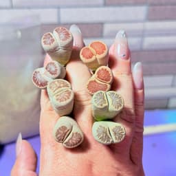 [mieugarden] Sen mông - lithops - thạch lan đầu đôi (2 đầu) nhiều dòng size to 1.8-2cm/đầu 4