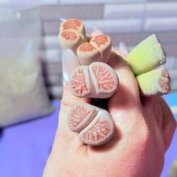 [mieugarden] Sen mông - lithops - thạch lan đầu đôi (2 đầu) nhiều dòng size to 1.8-2cm/đầu 5