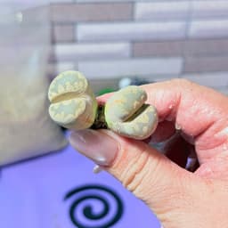 [mieugarden] Sen mông - lithops - thạch lan đầu đôi (2 đầu) nhiều dòng size to 1.8-2cm/đầu 6