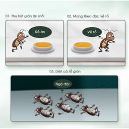 Viên Diệt Gián Sinh Học AMB, Diệt Tận Gốc Tất Cả Loại Gián Hiệu Quả An Toàn Không Mùi Công Nghệ Sinh Học Thông Minh - QV 4