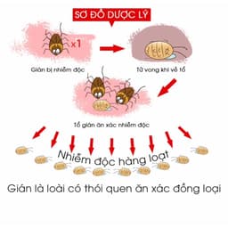 Viên Diệt Gián Sinh Học AMB, Diệt Tận Gốc Tất Cả Loại Gián Hiệu Quả An Toàn Không Mùi Công Nghệ Sinh Học Thông Minh - QV 6