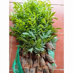 Cây Giống Móc Mật truyền hứng các món ngon 3